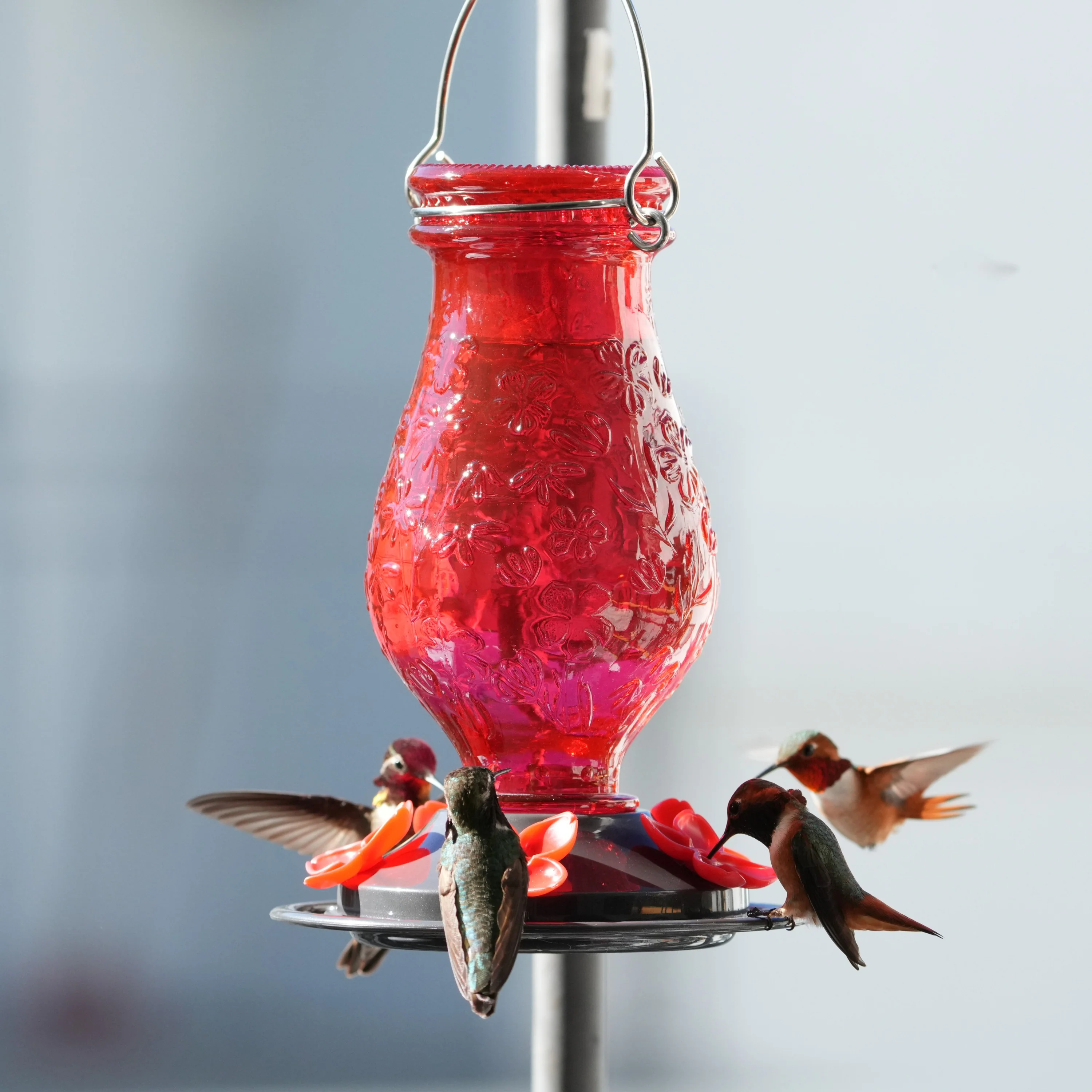 Red Hummingbird Feeders